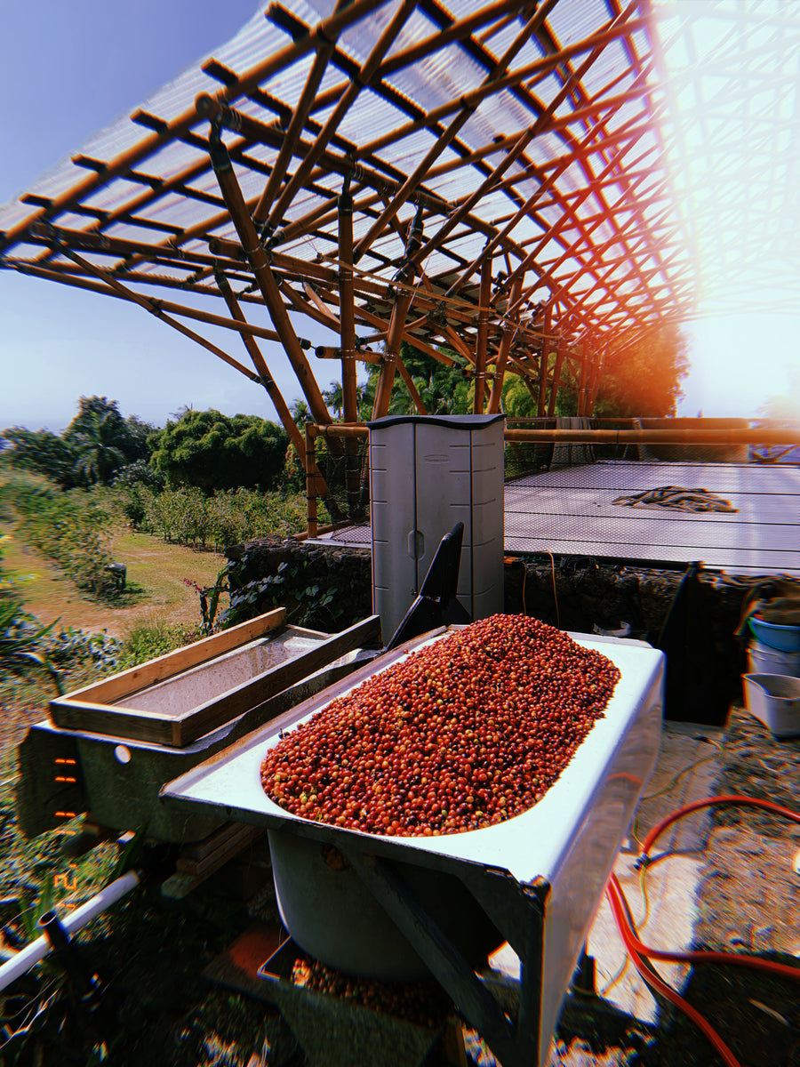 New Year, new you… Wait, no, new crop!