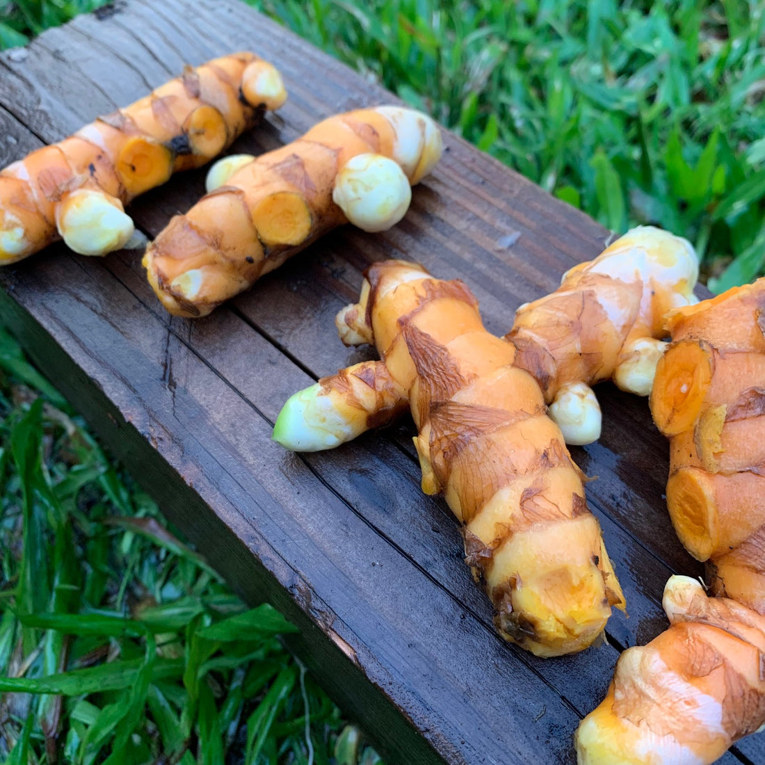 Things We Grow - Turmeric