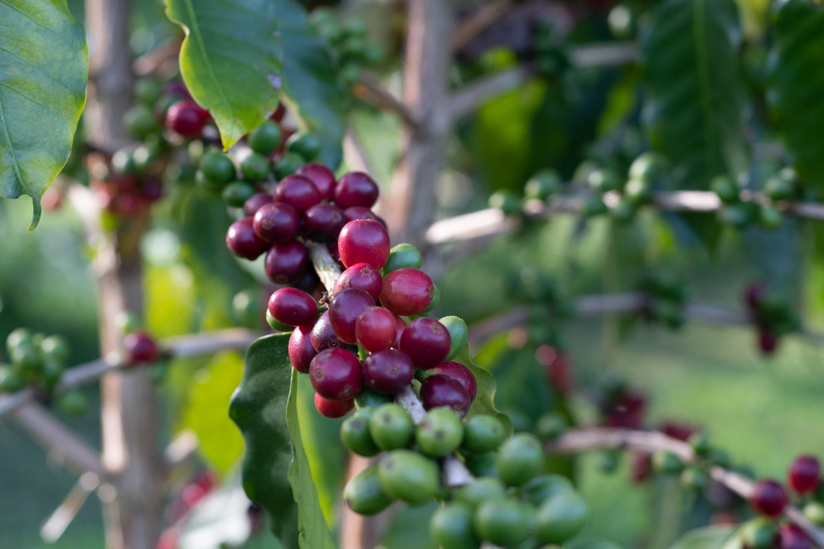 456 Dark Roast 100% Kona Coffee